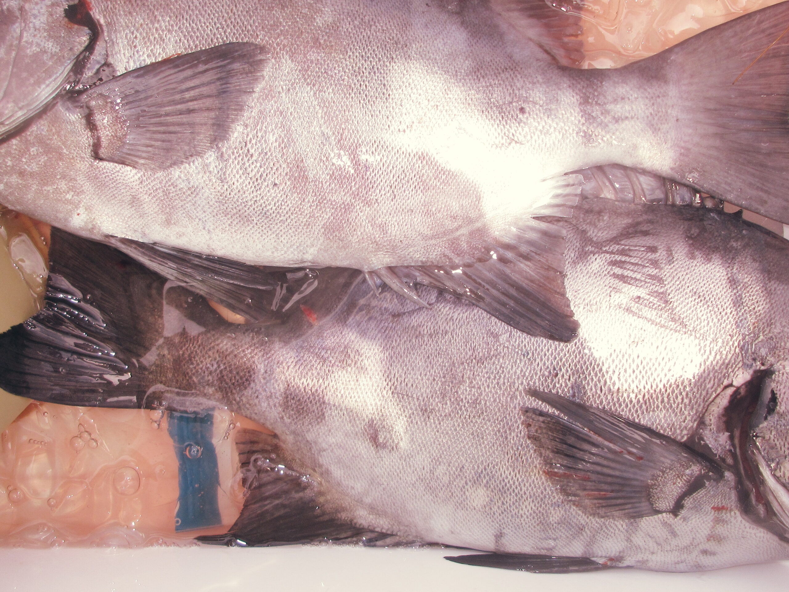 石鯛釣り - 功成丸｜伊勢湾の釣り｜三重県鳥羽市の釣船屋