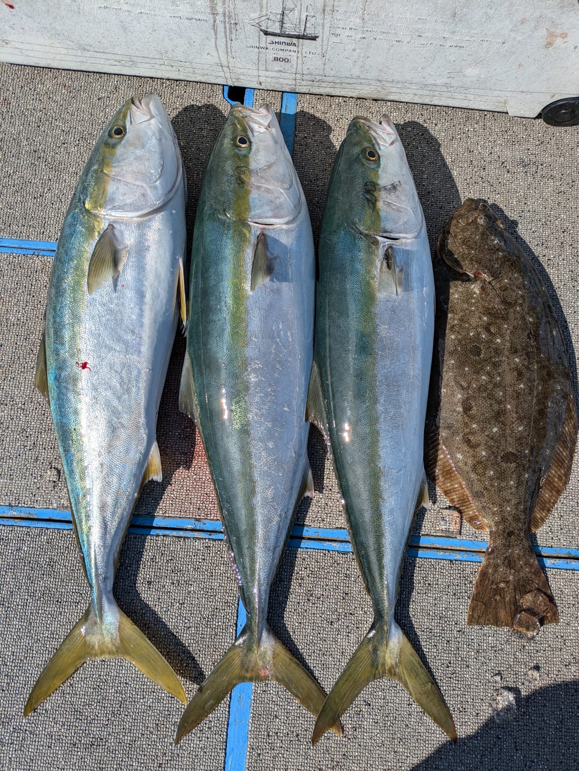 ヒラメ、青物狙い。 - 功成丸｜伊勢湾の釣り｜三重県鳥羽市の釣船屋