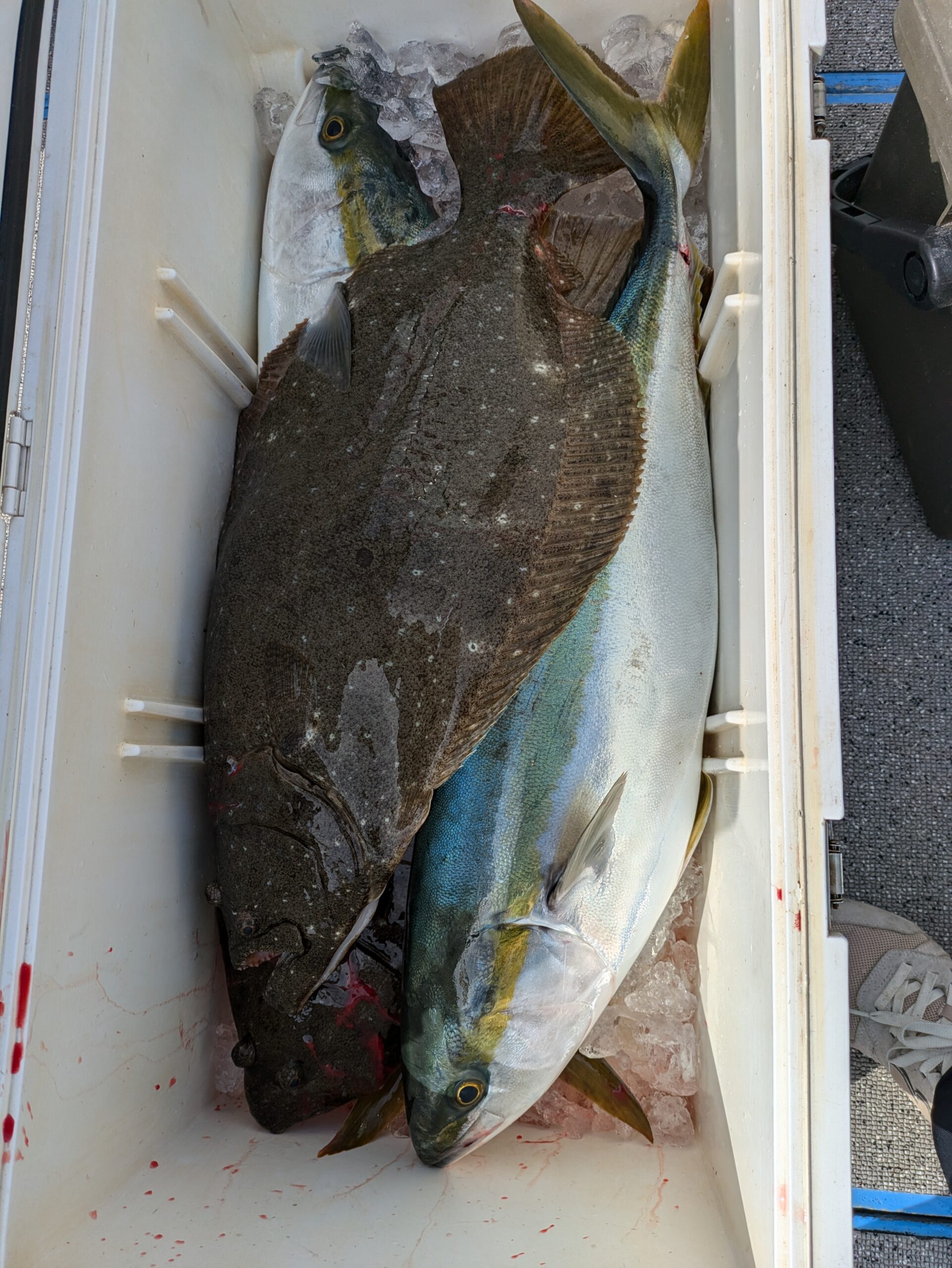 値下げしました　李朝時代　三嶋鉢 石鯛とイサキ - 功成丸｜伊勢湾の釣り｜三重県鳥羽市の釣船屋