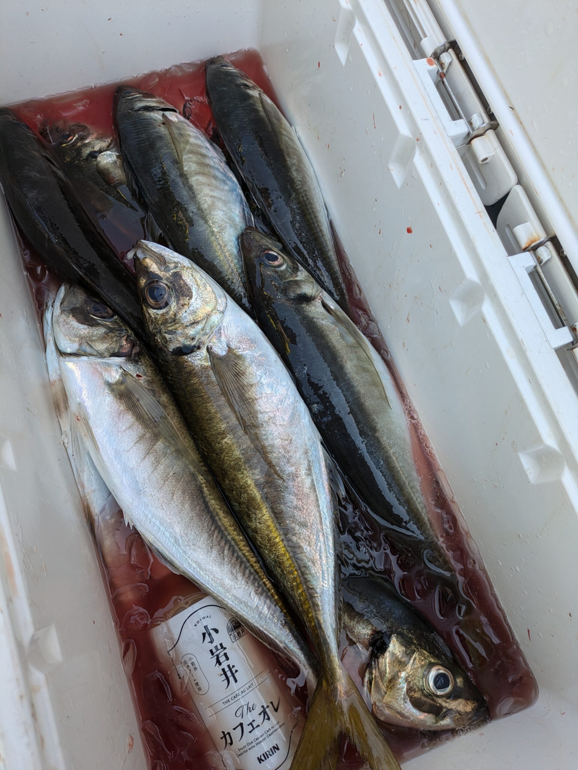 朝便のアジ釣り。 - 功成丸｜伊勢湾の釣り｜三重県鳥羽市の釣船屋