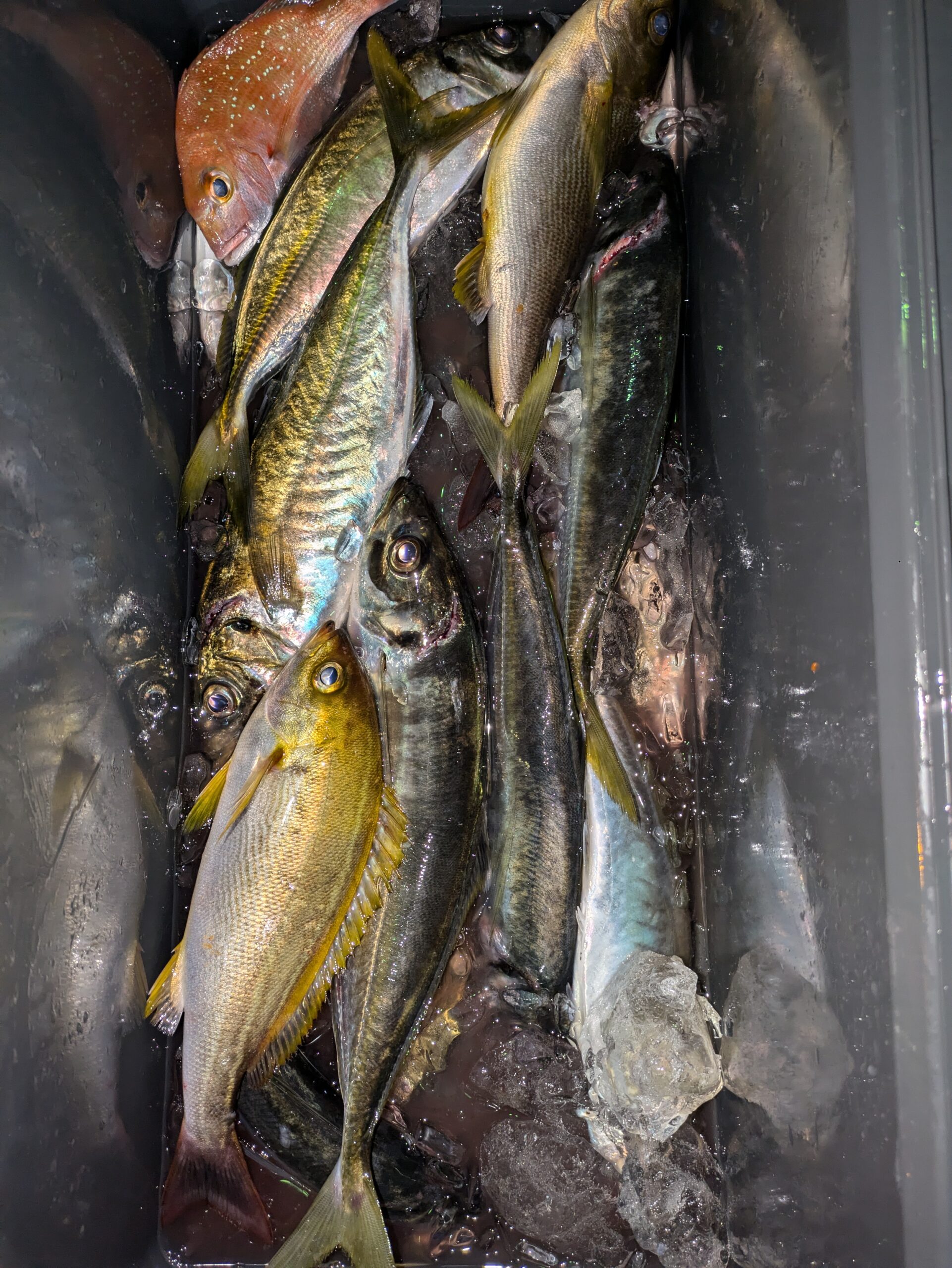 アジ釣り - 功成丸｜伊勢湾の釣り｜三重県鳥羽市の釣船屋