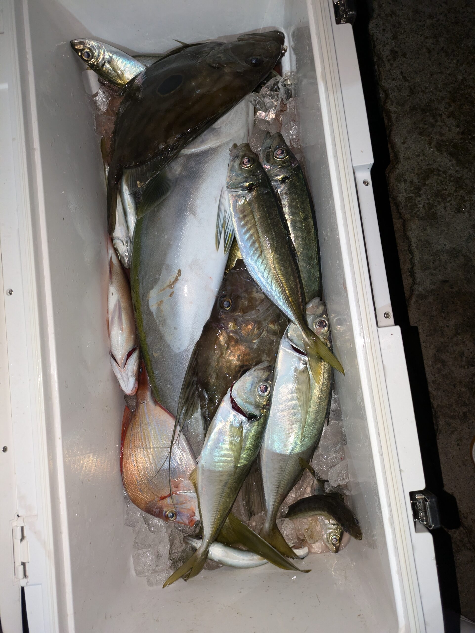 アジ釣り - 功成丸｜伊勢湾の釣り｜三重県鳥羽市の釣船屋