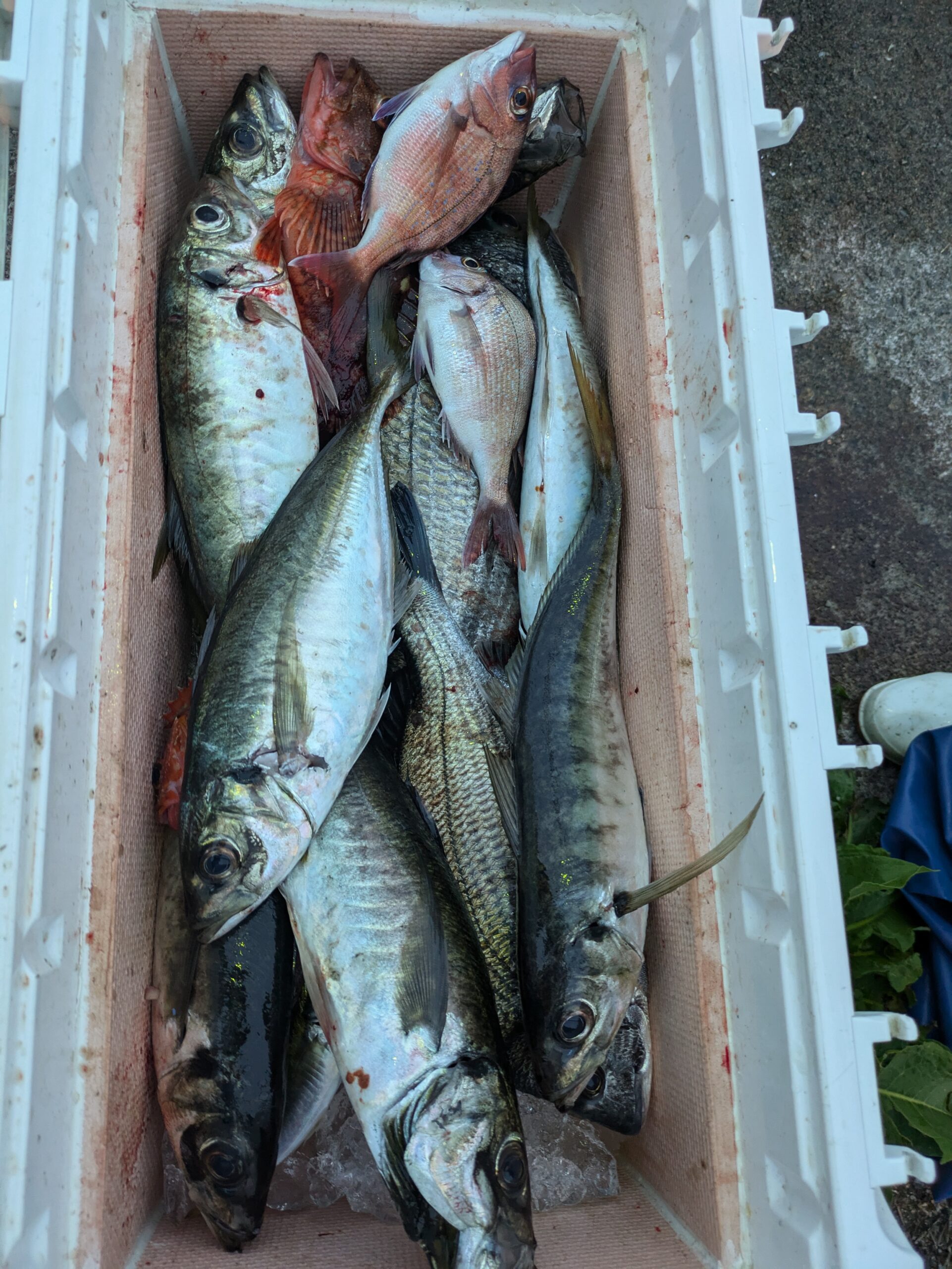 泳がせとアジ釣り - 功成丸｜伊勢湾の釣り｜三重県鳥羽市の釣船屋