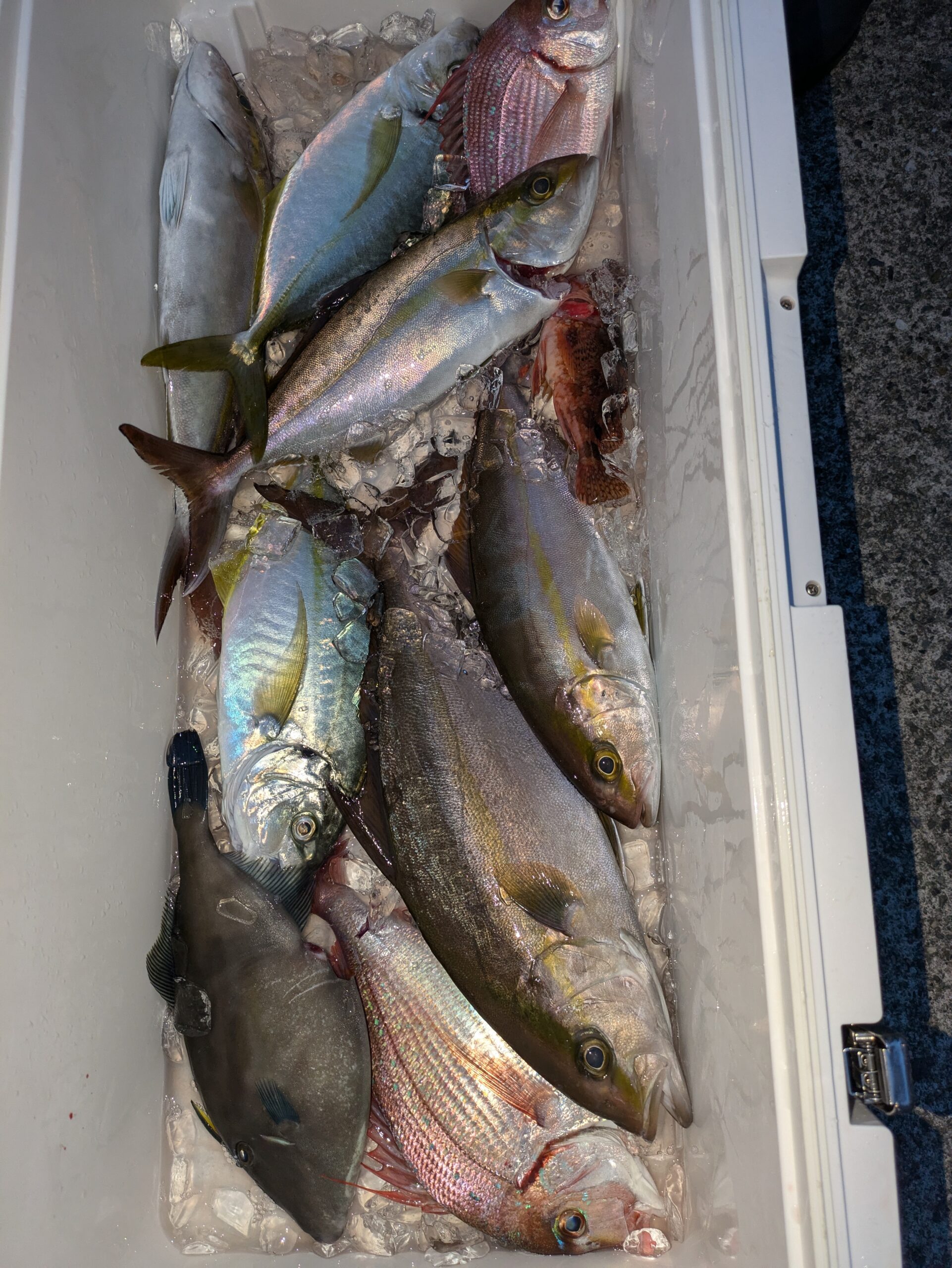 石鯛とシオ、シマアジ - 功成丸｜伊勢湾の釣り｜三重県鳥羽市の
