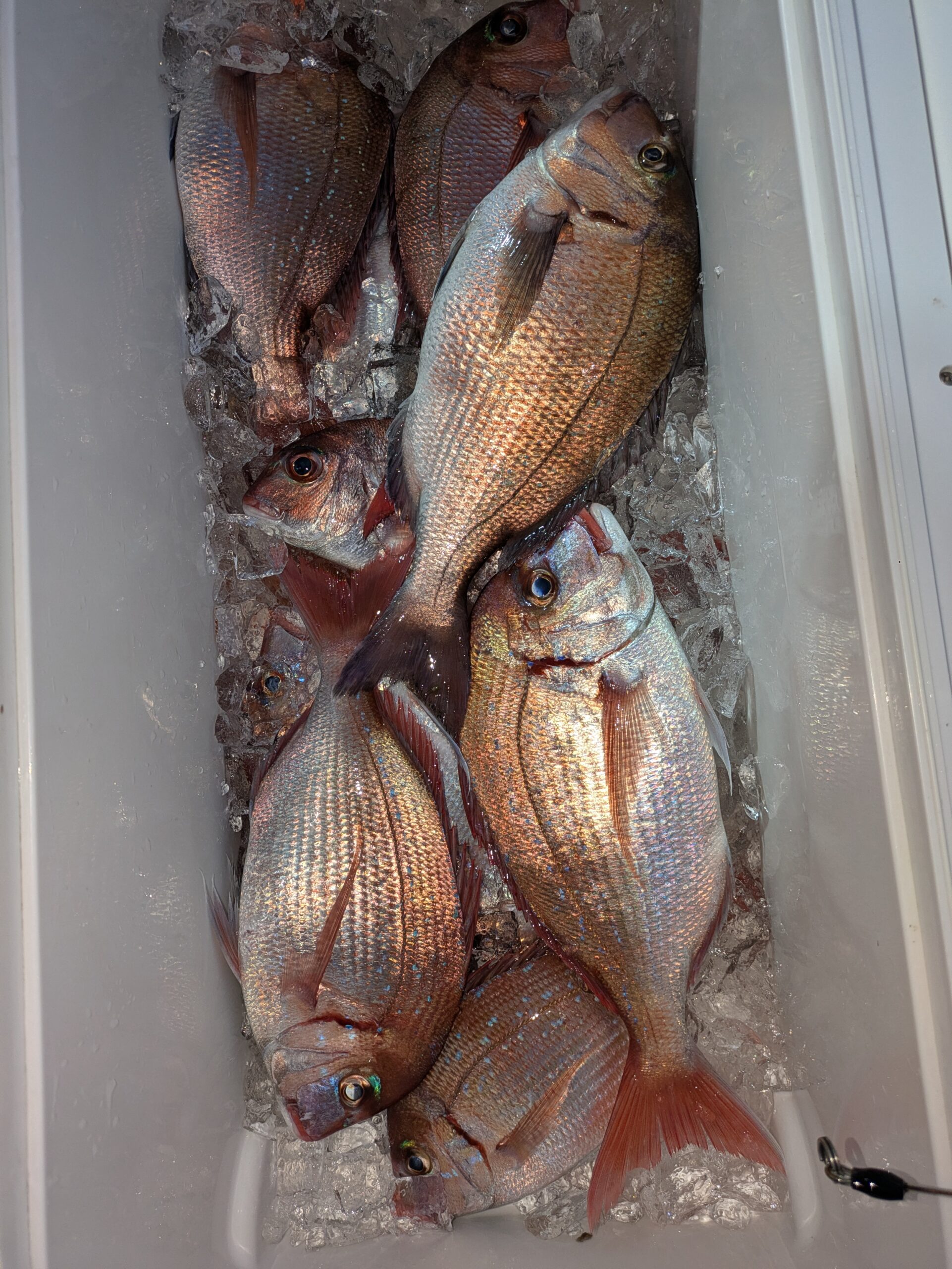 鯛、チダイ - 功成丸｜伊勢湾の釣り｜三重県鳥羽市の釣船屋