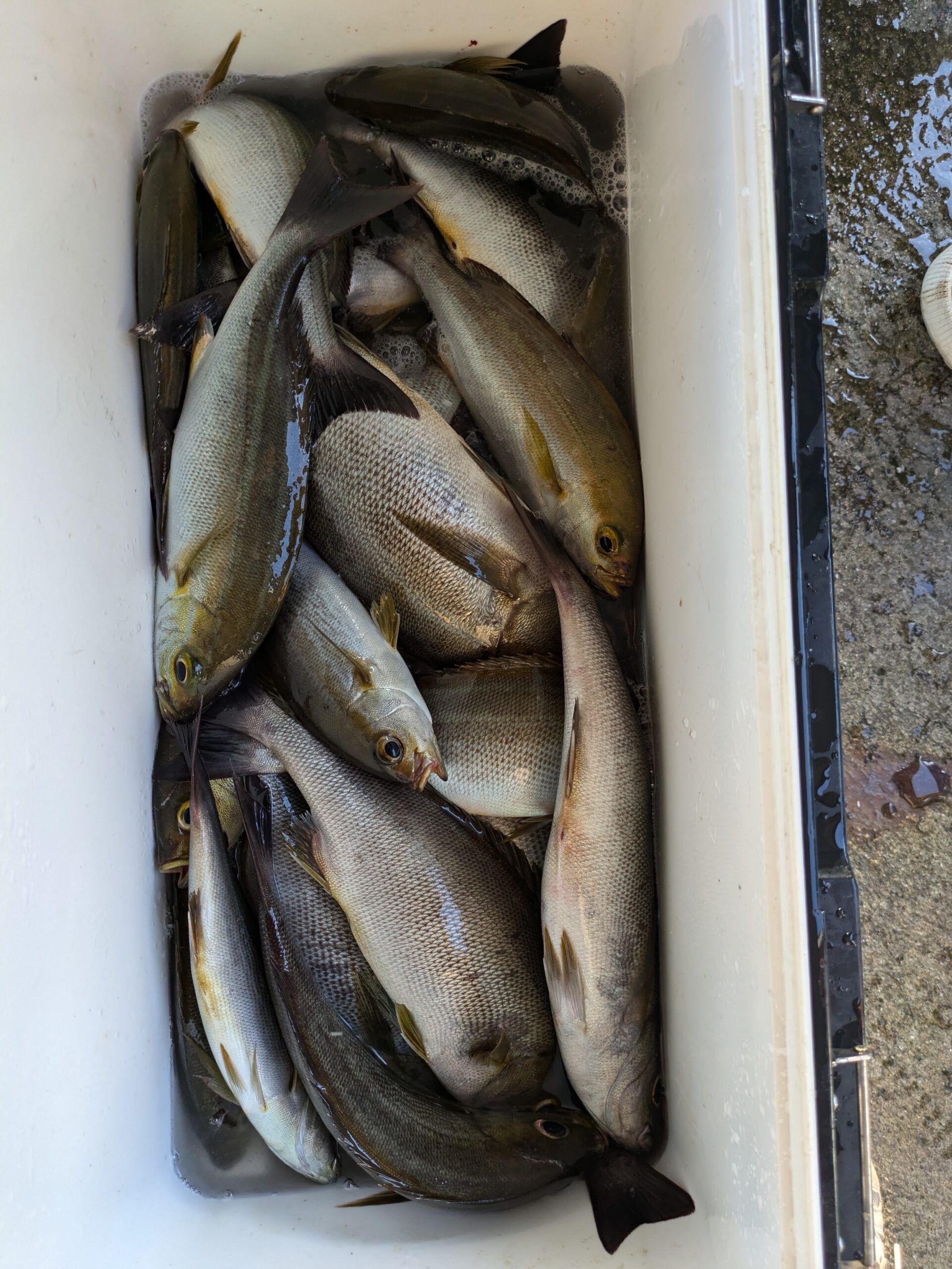 石鯛とイサキ - 功成丸｜伊勢湾の釣り｜三重県鳥羽市の釣船屋