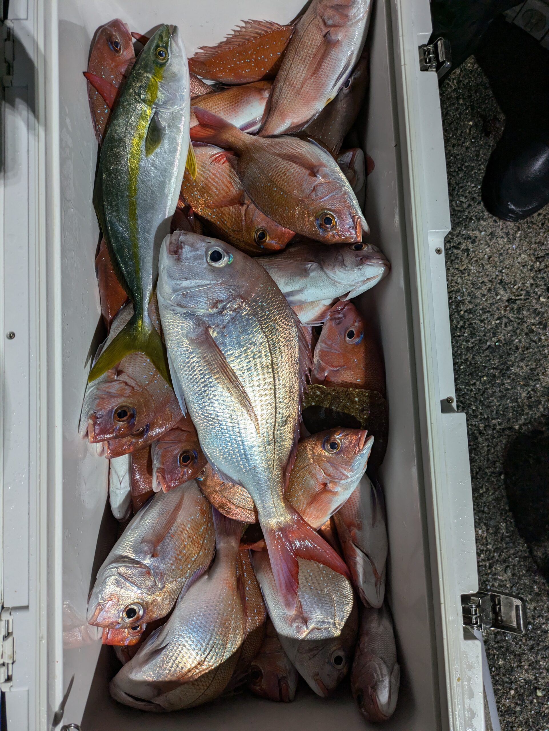 ウタセマダイ - 功成丸｜伊勢湾の釣り｜三重県鳥羽市の釣船屋